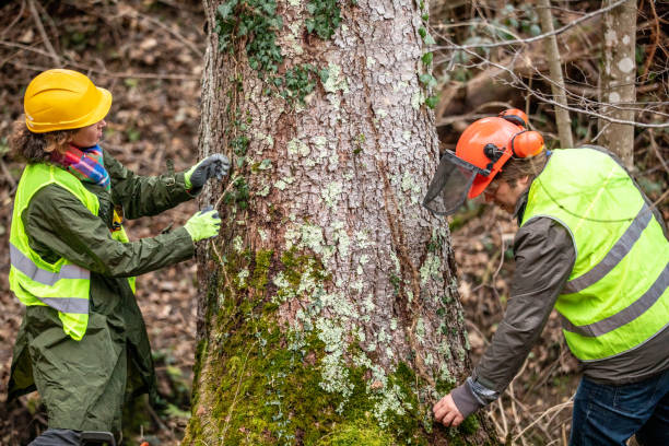 How Our Tree Care Process Works  in  Lewiston, UT